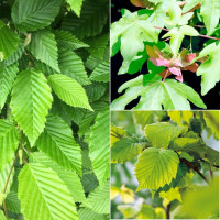Buy Gardening Hedges and hedging Online Today Find Hedges and hedging deals Online - Keep your garden happy with Egardener Online