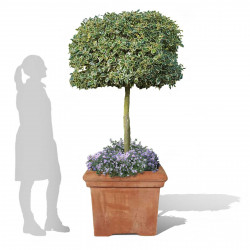 Baytree Square Terracini Pots