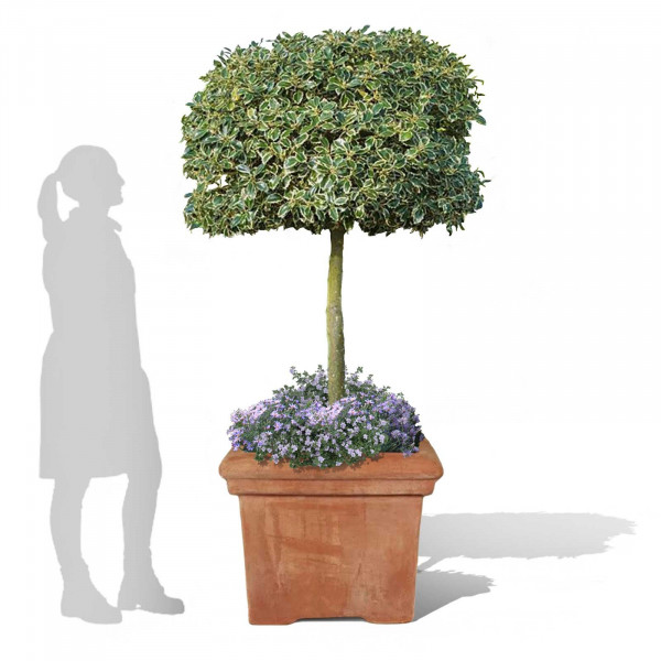 Buy Baytree Square Terracini Pots Online - Flower Pots & Stands