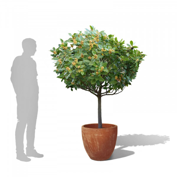 Buy Egg Pot Terracini Pots Online - Flower Pots & Stands