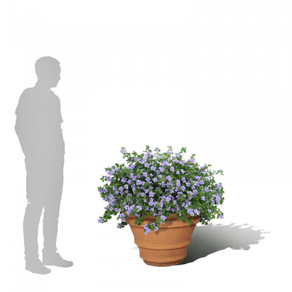 Buy Lucretia Terracini Pots Online - Flower Pots & Stands