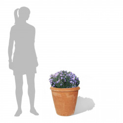 Camelia Terracini Pots