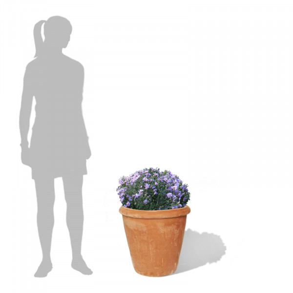 Buy Camelia Terracini Pots Online - Flower Pots & Stands