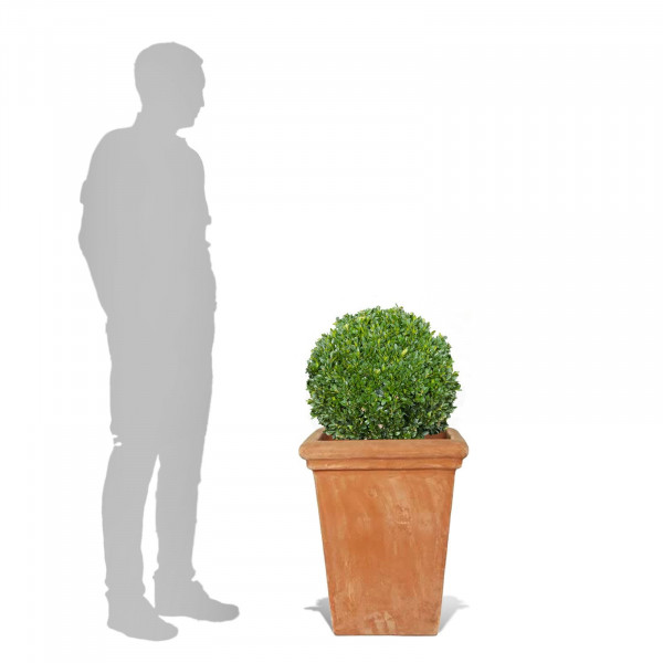 Buy Camelia Square Terracini Pots Online - Flower Pots & Stands