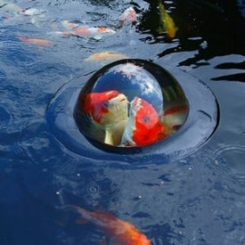 Floating Fish Viewing Sphere