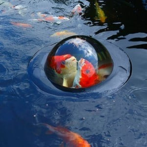 Buy Floating Fish Viewing Sphere Online - Plants & Plant Care