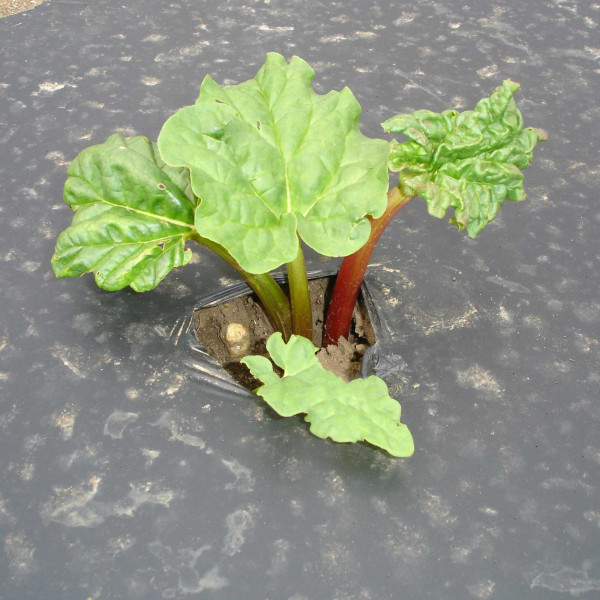 Buy Black Organic Mulching Film Online - Garden Tools & Devices
