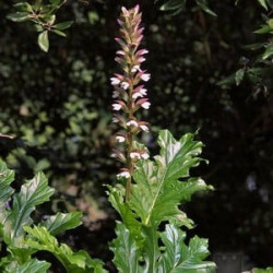Acanthus Mollis