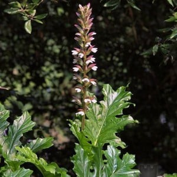 Buy Acanthus Mollis Online - Flower Pots & Stands
