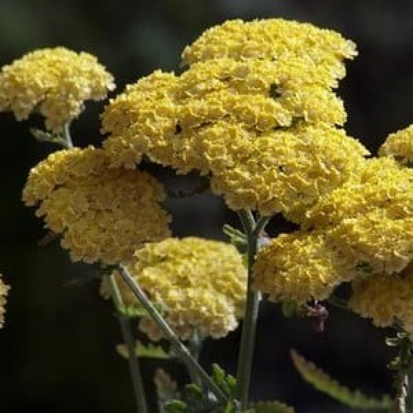 Buy Achillea Moonshine Online - Flower Pots & Stands