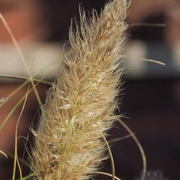 Buy Cortaderia Pumila Online - Flower Pots & Stands