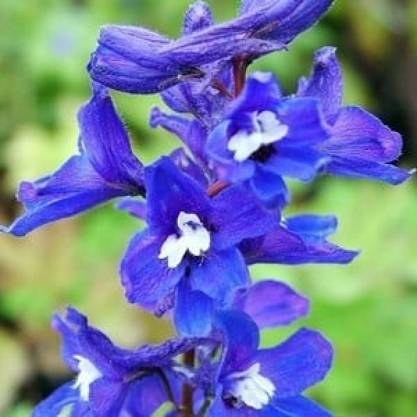 Buy Delphinium King Arthur Online - Flower Pots & Stands