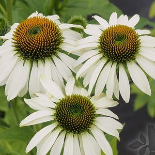 Buy Echinacea Purpurea White Swan Online - Flower Pots & Stands