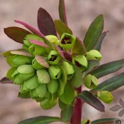 Euphorbia Characias