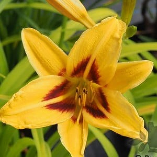 Buy Hemerocallis Bonanza Online - Flower Pots & Stands Buy Hemerocallis Bonanza Online - Flower Pots & Stands