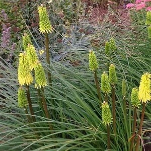 Buy Kniphofia Bees Lemon Online - Flower Pots & Stands