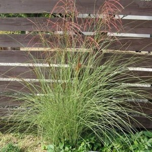 Buy Miscanthus Sinensis Gracillimus Online - Flower Pots & Stands Buy Miscanthus Sinensis Gracillimus Online - Flower Pots & Stands