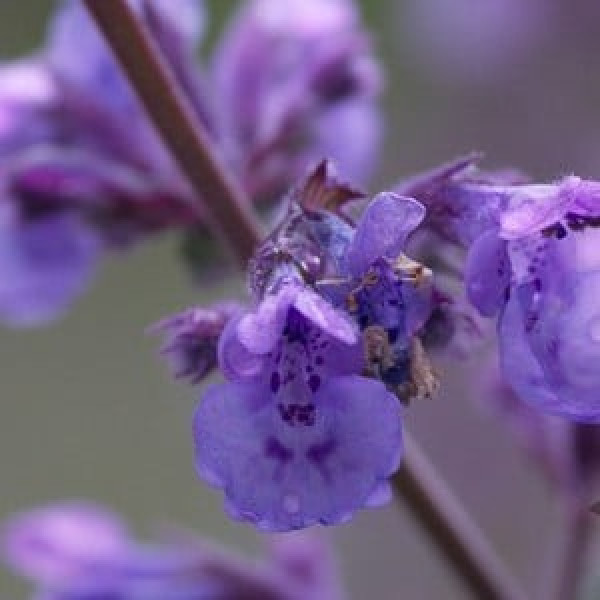 Buy Nepeta Six Hills Giant Online - Flower Pots & Stands Buy Nepeta Six Hills Giant Online - Flower Pots & Stands