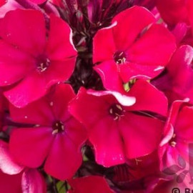 Phlox Starfire