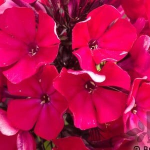 Buy Phlox Starfire Online - Flower Pots & Stands