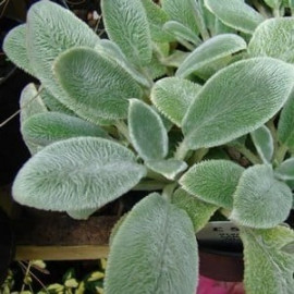 Stachys Lanata Silver Carpet