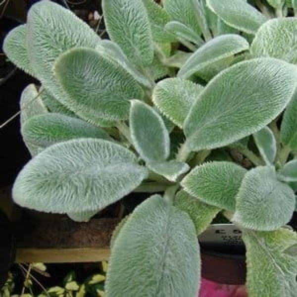 Buy Stachys Lanata Silver Carpet Online - Flower Pots & Stands