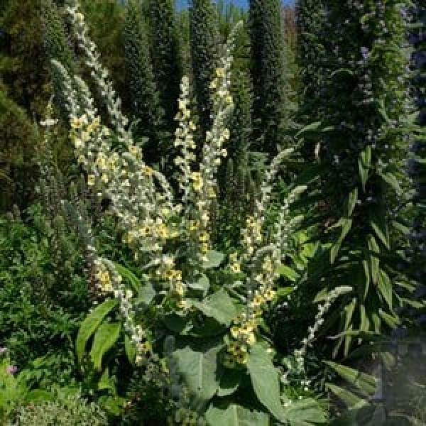 Buy Verbascum Olympicum Online - Flower Pots & Stands