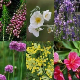 Small Perennial Collection Save 15%