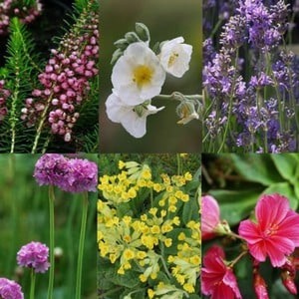 Buy Small Perennial Collection Save 15% Online - Flower Pots & Stands