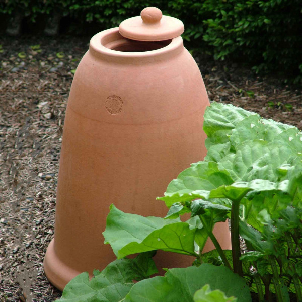 Buy Terracotta Rhubarb Forcer (47cm H) Online - Plant Care & Earth
