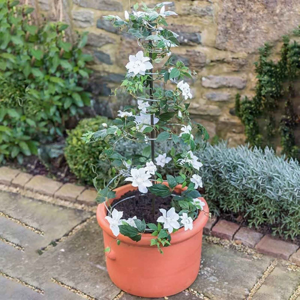 Buy Harrod Spiral Plant Obelisk Online - Other Garden Equipment & Decoration Buy Harrod Spiral Plant Obelisk Online - Other Garden Equipment & Decoration