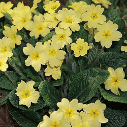 Primula Vulgaris Plants