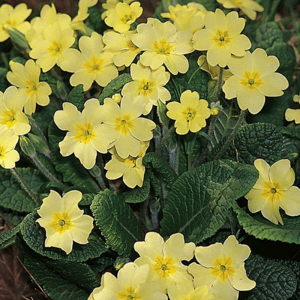 Buy Primula vulgaris Plants Online - Garden Plants & Bushes