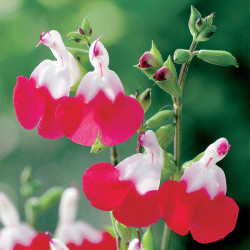 Salvia X Jamensis Plant Hot Lips