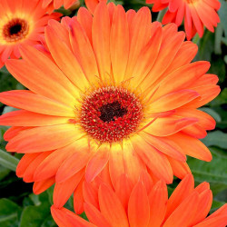 Gerbera Plant Sweet Sunset
