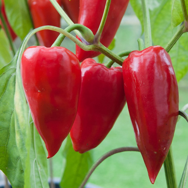 Buy Pepper (Sweet) Plants Curry Online - Green plants & flowering plants