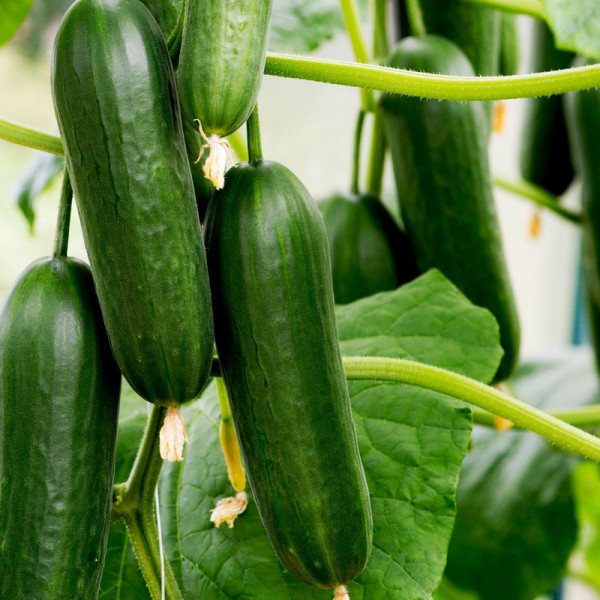 Buy Cucumber Grafted Plants Socrates Online - Green plants & flowering plants