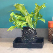 Green Plants & Flowering Plants