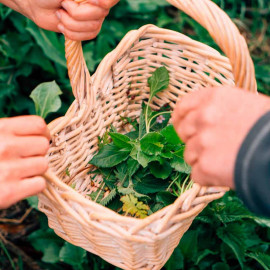Foraging, Cookery and Lunch for Two with Totally Wild