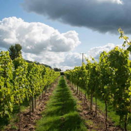 Vineyard Tour and Tasting for Two at Aldwick Estate