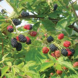 Blackberry Plant Loch Ness Long Cane