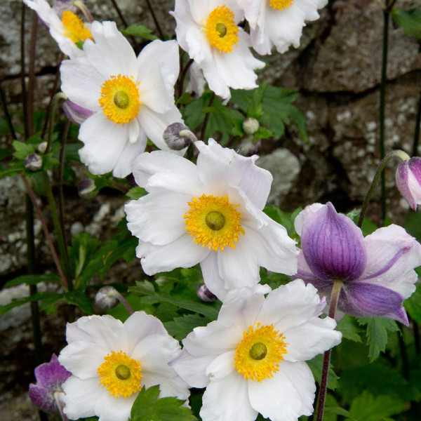 Buy Anemone Plant Dainty Swan Online - Green plants & flowering plants