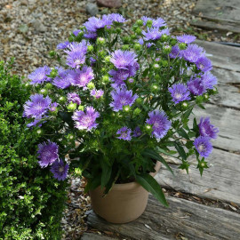 Stokesia Plant Mels Blue