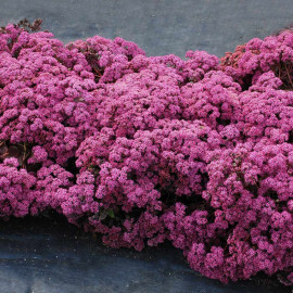 Sedum Plants Sunsparkler Cherry Tart