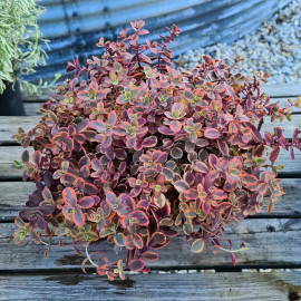 Sedum Plant Sunsparkler Wildfire