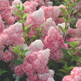 Hydrangea Paniculata Plant Vanille Fraise