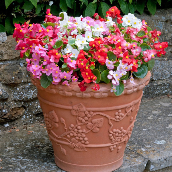 Buy Begonia Plants F1 Mixed Online - Green plants & flowering plants