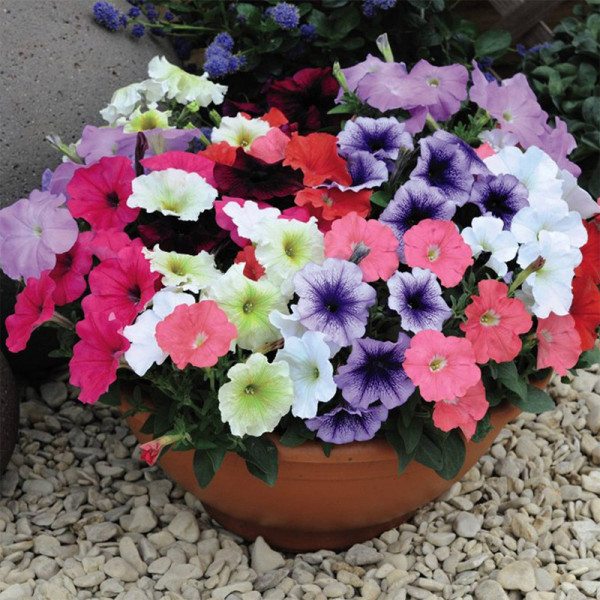 Buy Pretty Basket Collection Online - Green plants & flowering plants