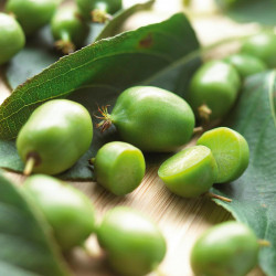 Kiwi Plant Issai