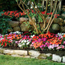 Impatiens Plants (new Guinea) Florific